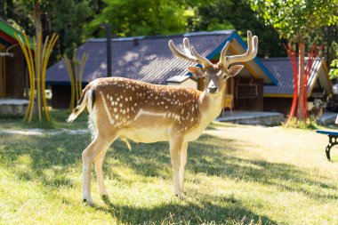 Parkta duran bir geyik..