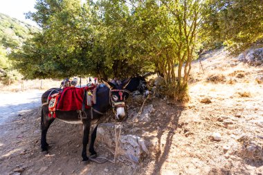 Eşek, şapkalı bir eşek, turistlere binmek için bir eşek bir dağda duruyor. Eşeği olan güzel bir manzara