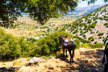 Eşek, şapkalı bir eşek, turistlere binmek için bir eşek bir dağda duruyor. Eşeği olan güzel bir manzara