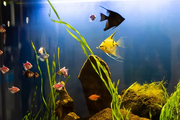 Aquarium colourfull fishes in dark deep blue water — Stock Photo, Image