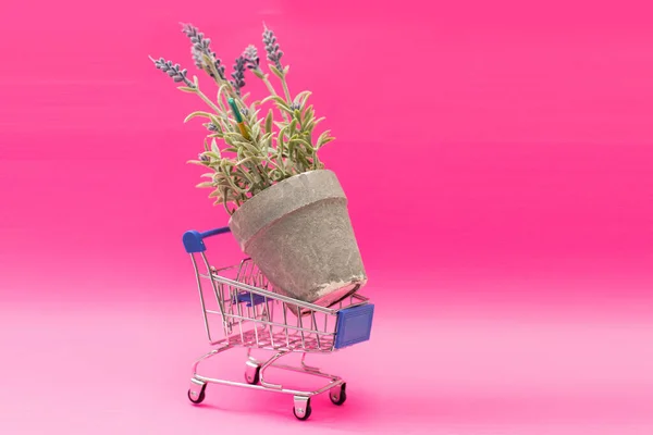 Bevásárlókocsi tele lila virágokkal rózsaszín háttérrel. Virágüzlet fogalma — Stock Fotó