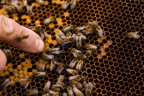 Imker halten leere Bienenwaben in der Hand — Stockfoto