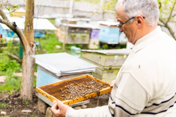 Porträt eines älteren männlichen Imkers in einem Bienenhaus in der Nähe von Bienenstöcken mit einem Rahmen aus Waben in den Händen — Stockfoto