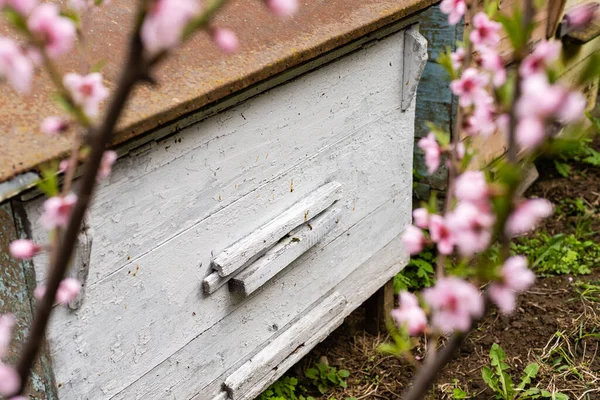 Bijenkorven van hout en blauw piepschuim staan in een weiland. De krokussen bloeien. Het is lente. — Stockfoto