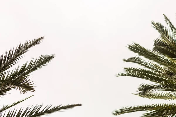 Bella foglia di palme su sfondo bianco — Foto Stock
