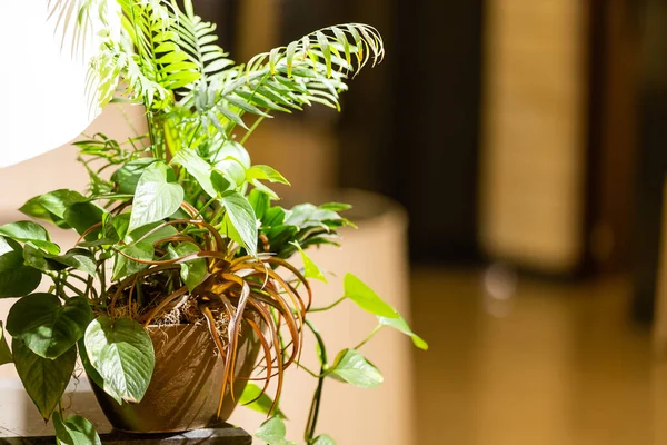 Pothos tropical plante d'intérieur avec panachage blanc dans un pot de fleurs sur une table en bois — Photo