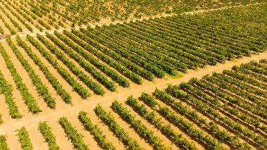 Girit Adası 'nın güneyinde Viyana ve zeytinlikler