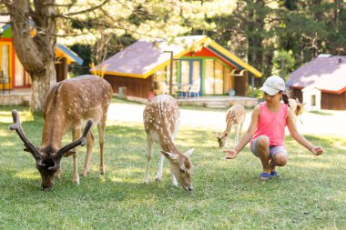 Çocuk hayvanat bahçesinde geyik besliyor. Çocuklar dışarıdaki hayvanları besler. Çiftlikte ren geyiğini izleyen küçük bir kız. Çocuk ve evcil hayvan. Hayvanat bahçesine yaz tatili. Geyik sürüsü.