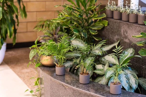 The stylish room filled with a lot of modern plants in different clay pots. Modern composition of home garden — Stockfoto