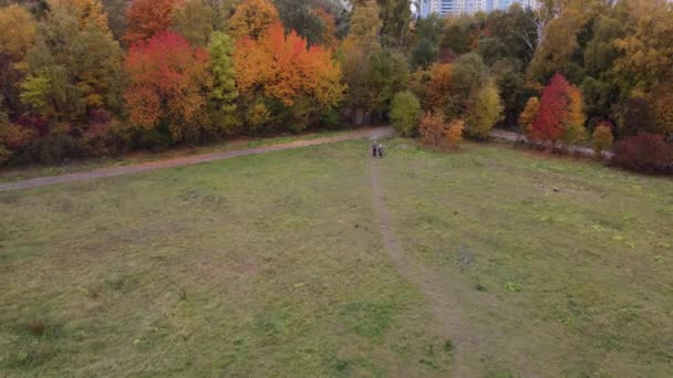 Vista de cima para baixo da floresta de outono, queda floresta aérea tiro. O drone voa sobre pinheiros e copas amarelas. Amplie e gire a textura colorida na natureza. Voo sobre bosques, fundo natural em movimento. — Vídeo de Stock