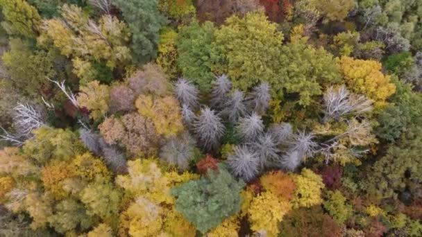 Image ronde arrière colorée des feuilles d'automne parfaite pour un usage saisonnier — Video