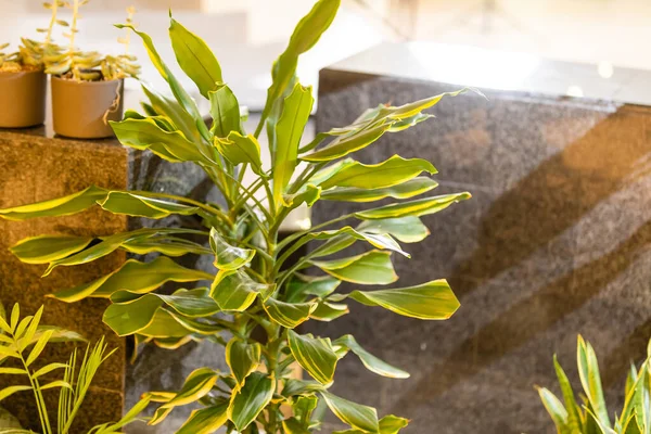 Tropische pothos huisplant met witte variëteit in bloempot op houten tafel — Stockfoto