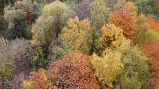 Vista de arriba hacia abajo del bosque de otoño, caída del bosque plano aéreo. Los drones vuelan sobre los pinos y las copas amarillas de los árboles. Zoom y girar textura colorida en la naturaleza. Vuelo sobre bosques, fondo natural en movimiento. — Vídeo de stock