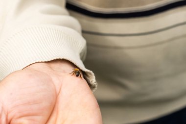 Arı kolonisinde arı tutan yaşlı bir adam..