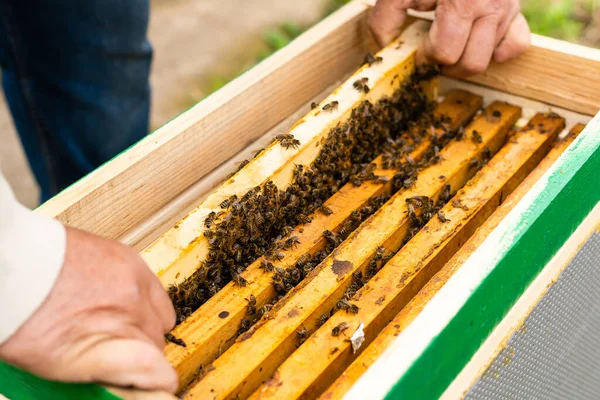 Ritratto di un anziano apicoltore maschio in un apiario vicino agli alveari con una cornice di favi nelle mani — Foto Stock