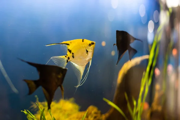 Акваріумні барвисті риби в темно-синій воді — стокове фото