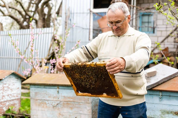 Porträt eines älteren männlichen Imkers in einem Bienenhaus in der Nähe von Bienenstöcken mit einem Rahmen aus Waben in den Händen — Stockfoto