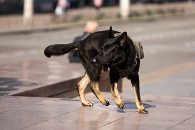 çalışan polis köpek portresi