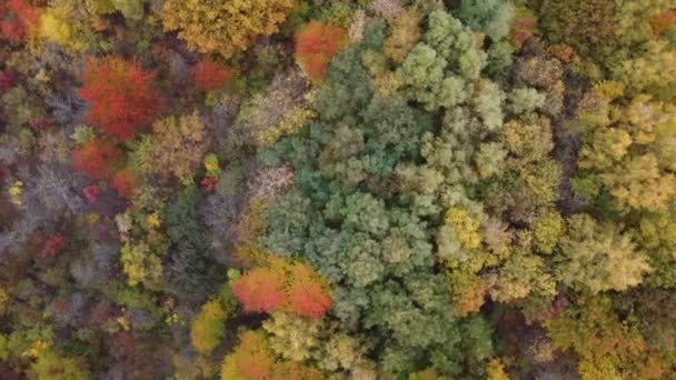 Image ronde arrière colorée des feuilles d'automne parfaite pour un usage saisonnier — Video