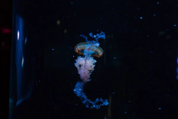 수족관에서 헤엄치는 푸른 빛을 받은 작은 젤리 물고기. — 스톡 사진