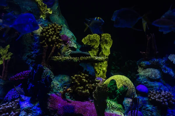 Wunderschöne Unterwasserwelt mit Korallen und tropischen Fischen. — Stockfoto