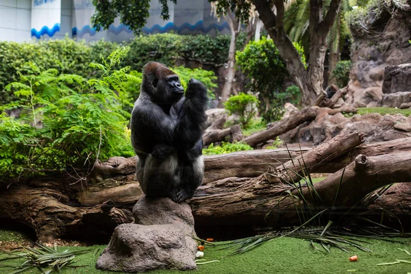 Prata de volta gorila olhando alerta e ameaçador contra um fundo natural — Fotografia de Stock