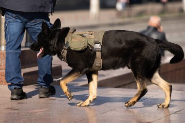 çalışan polis köpek portresi