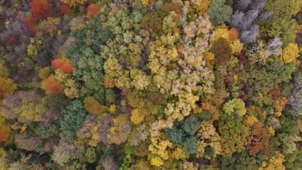 Barevné pozadí obrázek podzimních listí ideální pro sezónní použití — Stock video