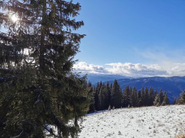 Karla kaplı yamaçta bir ağaç