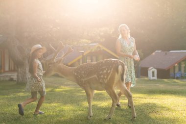 Heyecan verici bir deneyim. Şirin küçük bir kız, hayvanat bahçesinde ailesiyle harika vakit geçirirken genç geyikleri yiyecekle okşayıp izliyor. Ulusal Park. Hayvanlar