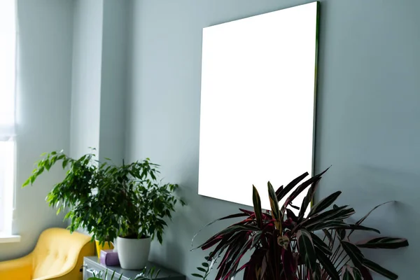 Белая стена с картинками. домашние растения — стоковое фото