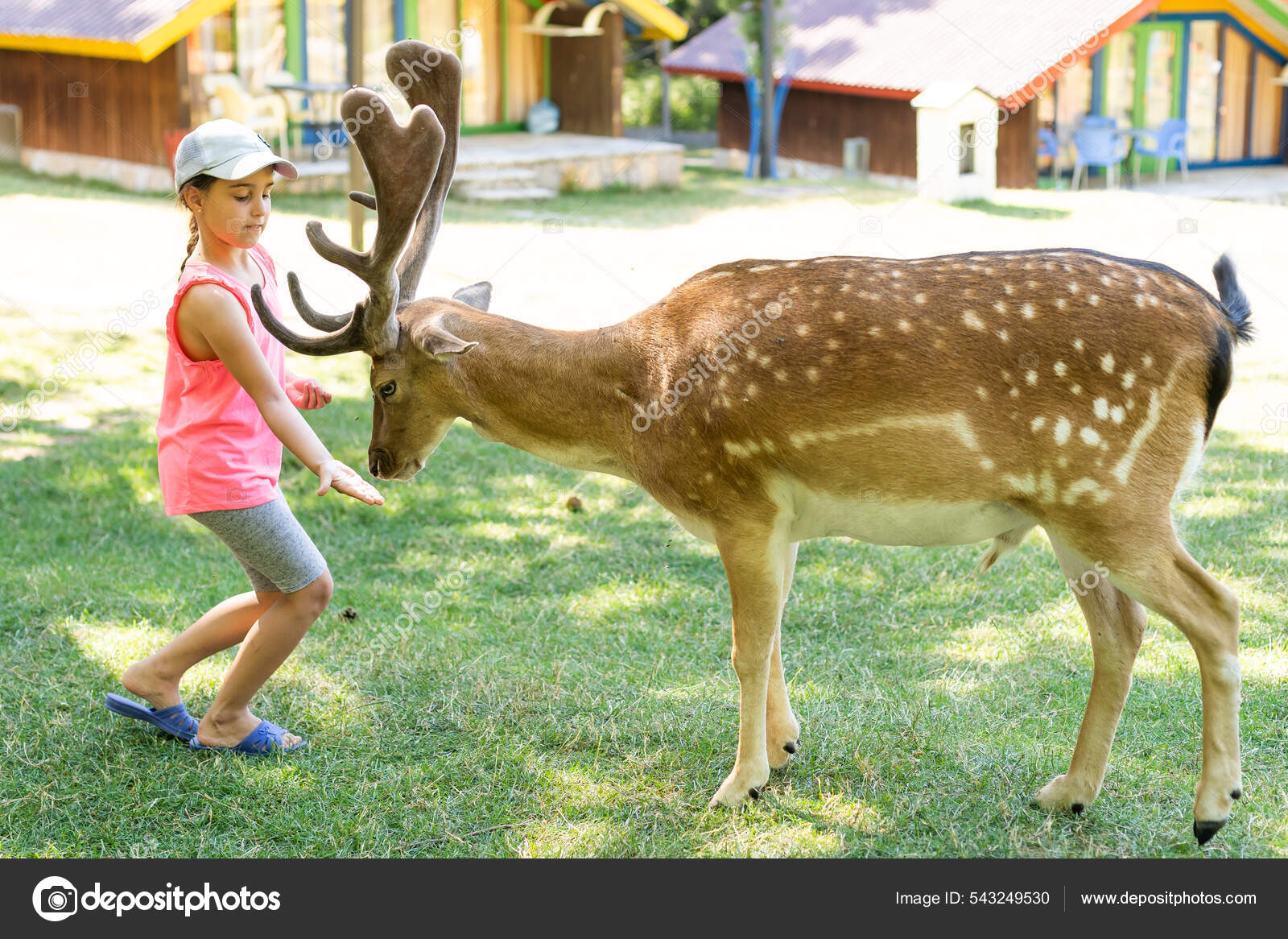 Criança alimentando veados selvagens no zoológico de animais de estimação.  As crianças alimentam animais ao ar, image size:1600x1166