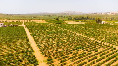 Girit senesi, yazın ilinde karakteristik bir manzara..