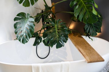 İç kısmının içinde saksı bitkileri ve palmiye ağaçları var. Evde bahçıvanlık. Ev bitkileri ve orman konsepti.