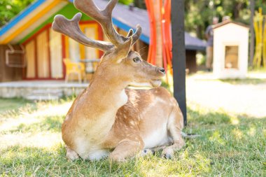 Parkta duran bir geyik..