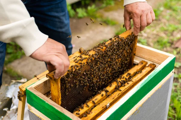 Πορτραίτο ενός ηλικιωμένου αρσενικού μελισσοκόμου σε μελισσοκομείο κοντά σε κυψέλες με πλαίσιο από κηρήθρες στα χέρια — Φωτογραφία Αρχείου