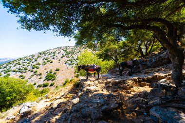 Doğada dağları olan eşek.