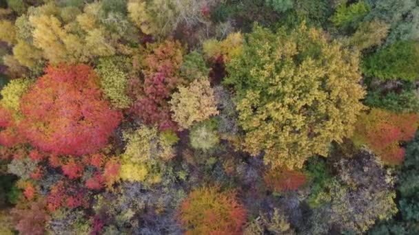 Осінній ліс вид з повітряного безпілотника — стокове відео