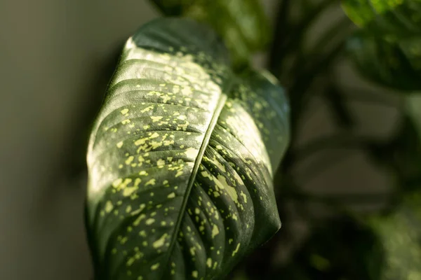 Closeup green leaf of Dumb canes, Dieffenbachia plants, nature leaves with blurred background — kuvapankkivalokuva