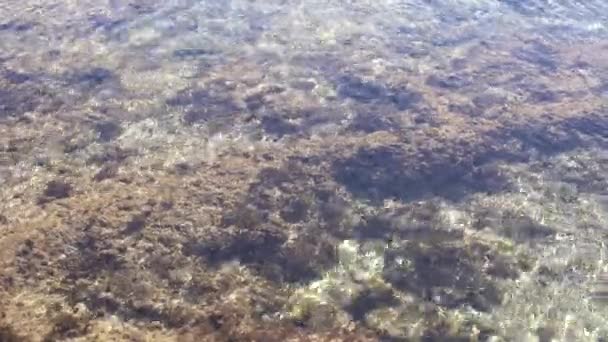 Foto de cerca de coral muerto en la playa — Vídeos de Stock