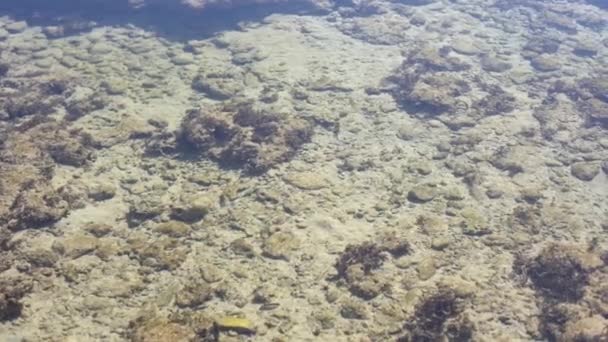 Stenar av död korall svepta av vågor vid vit sandstrand — Stockvideo