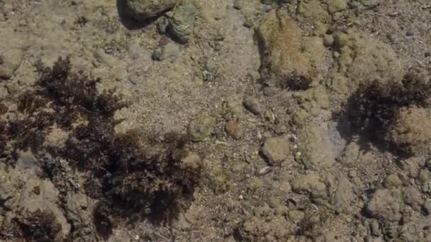 Закрыть фотографию мертвого коралла на пляже — стоковое видео