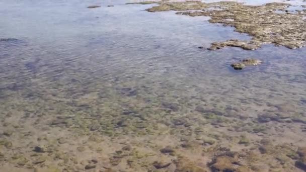 Kameny mrtvých korálů zametené vlnami na bílé písečné pláži — Stock video
