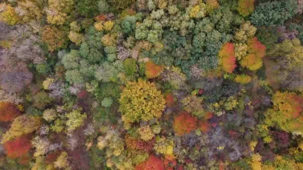 शरद ऋतूच्या पानांची रंगीत पार्श्वभूमी प्रतिमा हंगामी वापरासाठी परिपूर्ण — स्टॉक व्हिडिओ