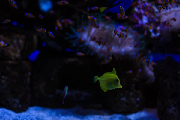 Aquarium marin, aquarium corallien, poissons — Photo