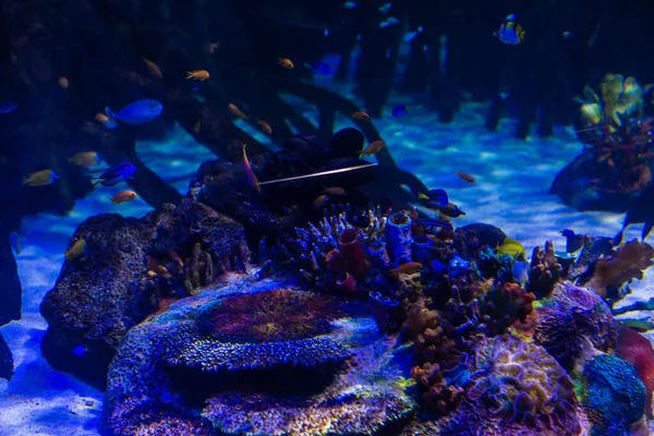 カラフルな水族館、異なるカラフルな魚が泳いでを示す — ストック写真