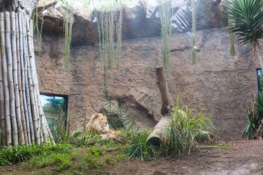 Bir aslan taşın üzerinde yatar ve ileriye bakar..