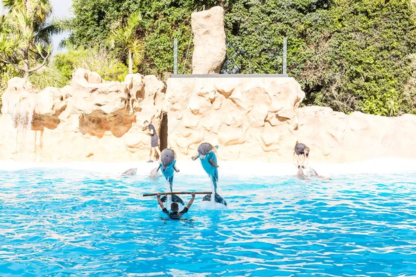 PUERTO DE LA CRUZ, TENERIFE - 7 janvier 2020 : Salon des dauphins dans le Loro Parque, qui est maintenant la deuxième plus grande attraction de Tenerifes avec la plus grande piscine de dauphins d'Europe. — Photo