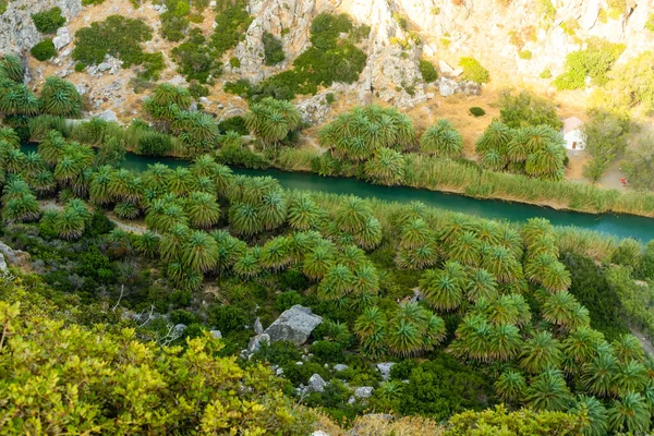 ギリシャクレタ島プレヴェリの緑の川の近くのヤシ — ストック写真