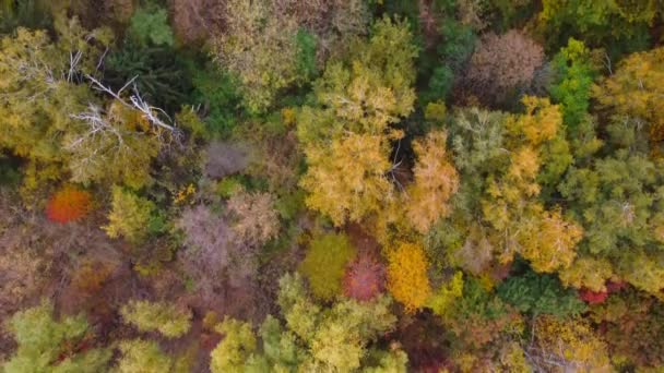 Осінній ліс вид з повітряного безпілотника — стокове відео